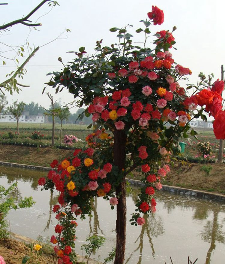 好心情 月季春季夏季秋季冬季非常容易庭院植物 树状月季盆景