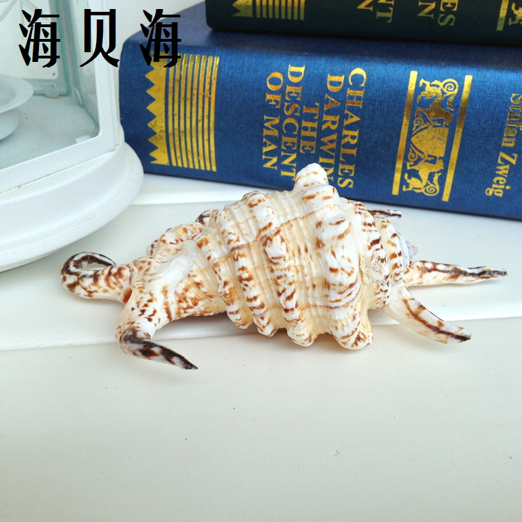 海贝海 摆件海螺 B0022海螺