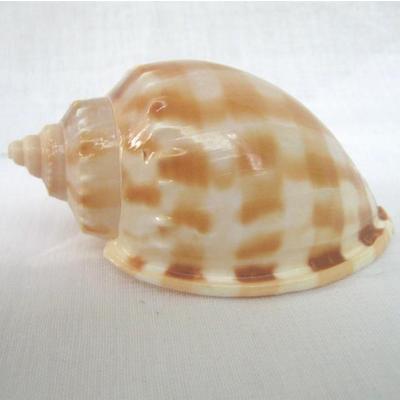 海贝海 摆件海螺 c0129海螺