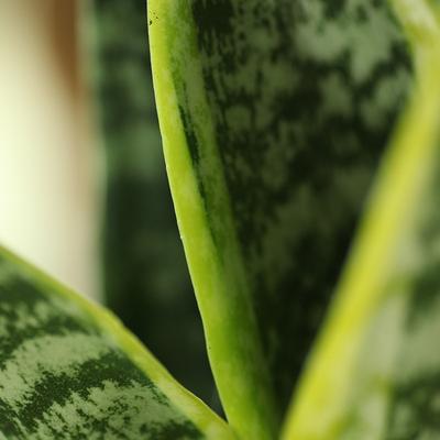 一水间 布袋色浅绿色虎皮兰不开花非常容易多肉植物 盆景