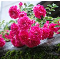 多花蔷薇春季夏季一般攀援花卉观花植物 盆景