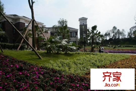 和泓半山会所前绿化(2010-11)