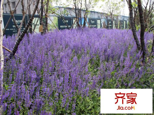 湿地华城景观(2014.04)