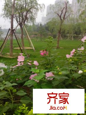 未来城园林(2014.07.08)