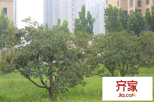 源盛嘉禾小区(2015.09.15)