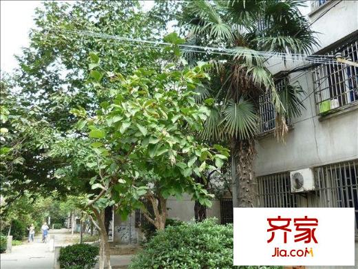 金桥新村