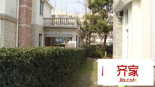 郁金香花园