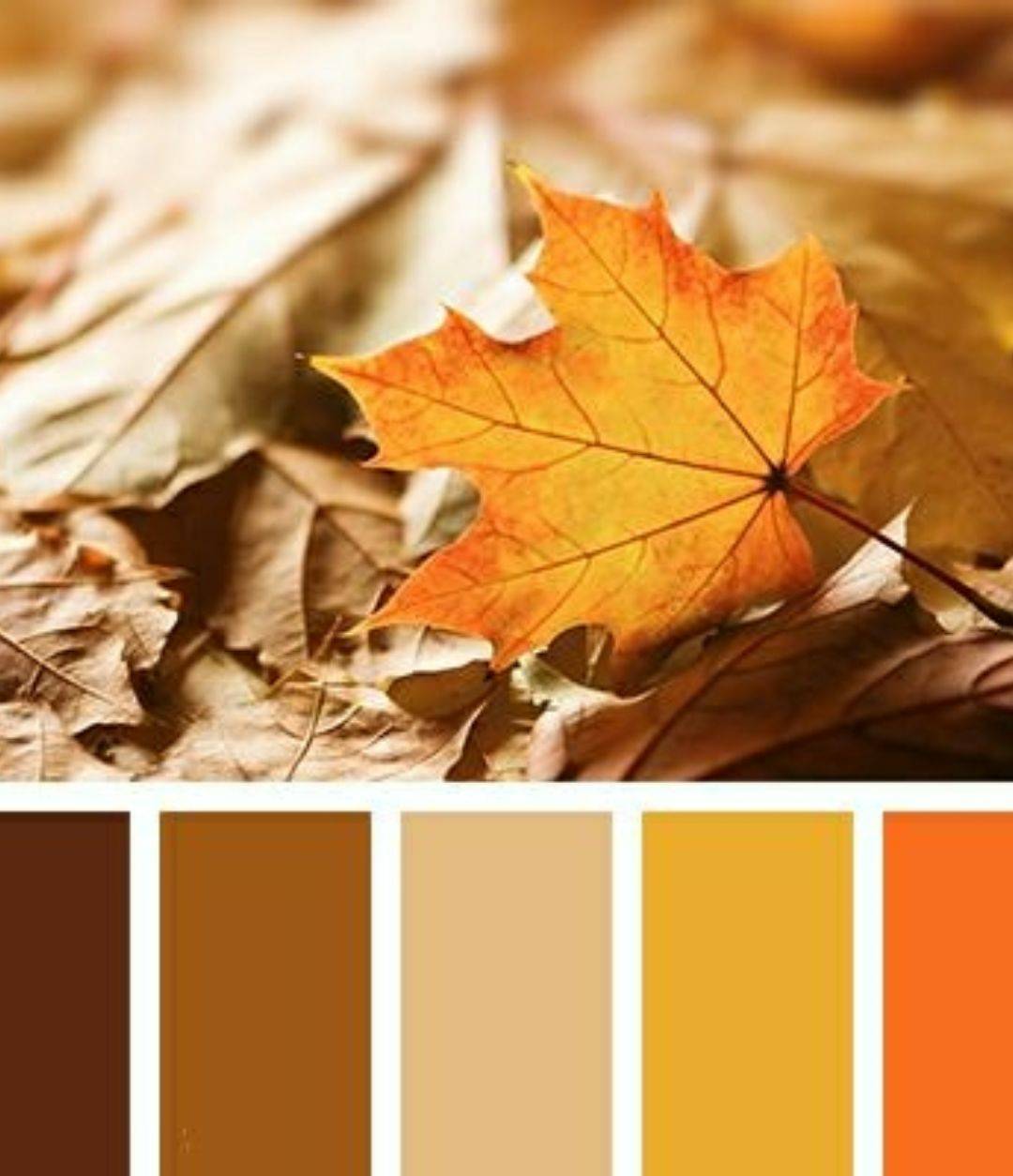 一个视觉效果背后都有一个自然色系系统去支撑所以每人都一个