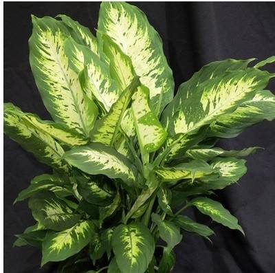 13种常用室内观赏植物甲醛净化大比拼!