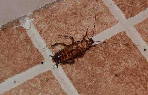 家里放一物绝对没蟑螂杀虫公司的灭蟑螂经验