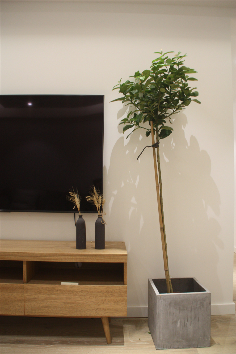 电视柜两旁植物效果图图片
