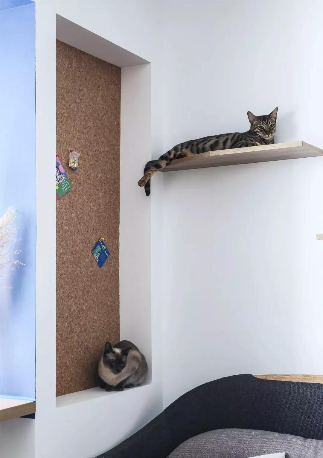 客厅的另一侧是沙发区和工作区,墙面上为猫咪设计的猫爬架也兼具了